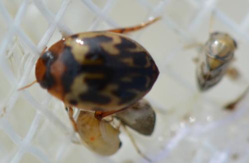 Hyphydrus aubei